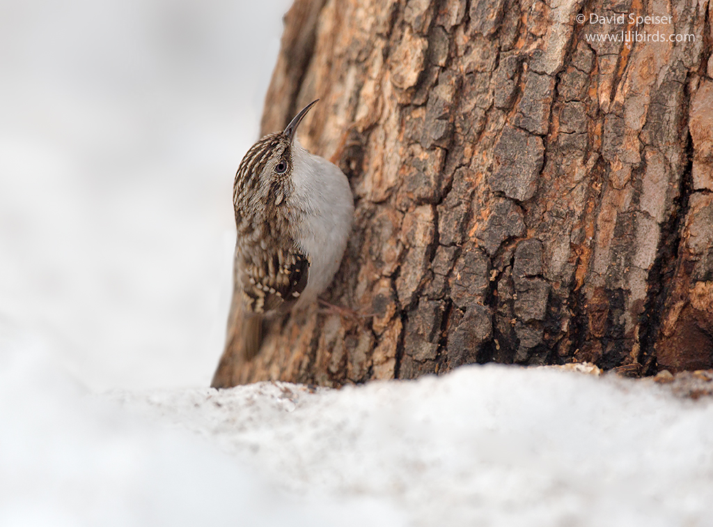 brown creeper 1a cp 1024 ws