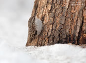 brown creeper 1a cp 1024 ws