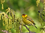 Cape May Warbler