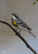 yellow rumped warbler 1 5-14 1024 ws