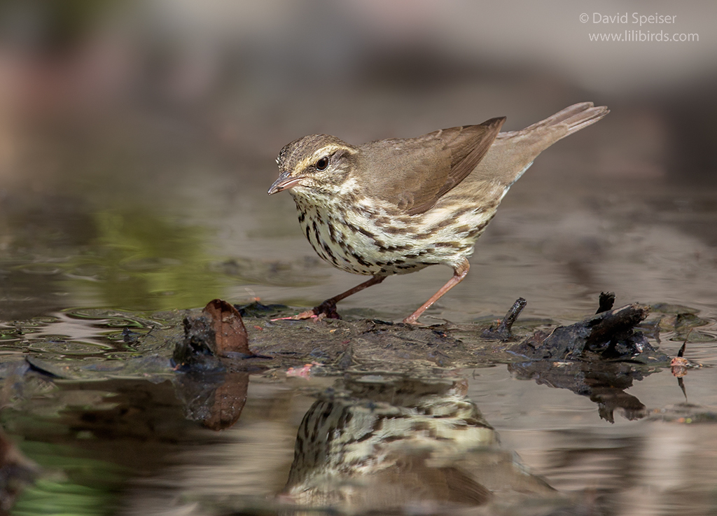 northern waterthrush 1cp 1024 ws