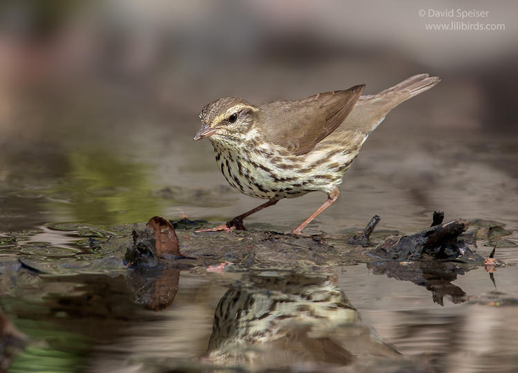 northern waterthrush 1cp 1024 ws