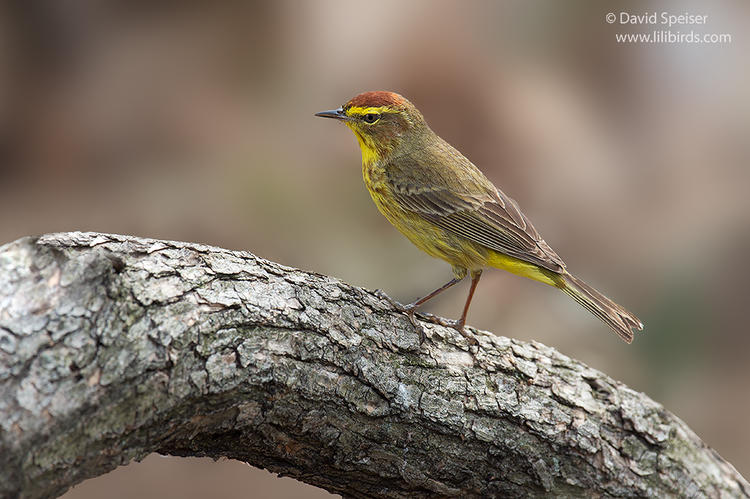 palm warbler 1a 1024 ws