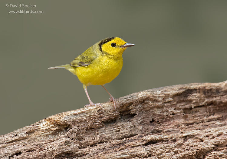 hooded warbler 1a cp 1024 ws