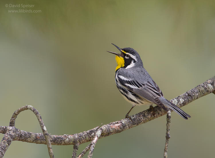 yellow throated warbler 1 1024 5-14 ws