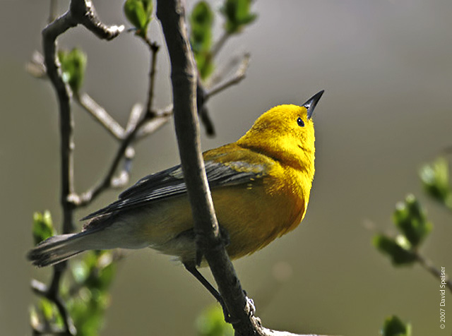 Prothonotary Warbler