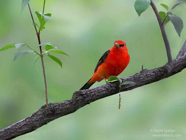 scarlet tanager 1e 1024 ws
