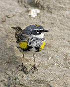 Yellow-rumped Warbler