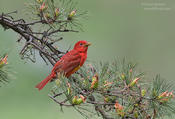 summer tanager cp 1b 1024 ws