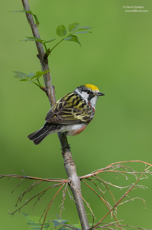 chestnut sided warbler cp 5-13-14 1 1024 ws