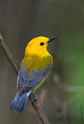 Prothonotary Warbler