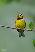 hooded warbler 1a ws