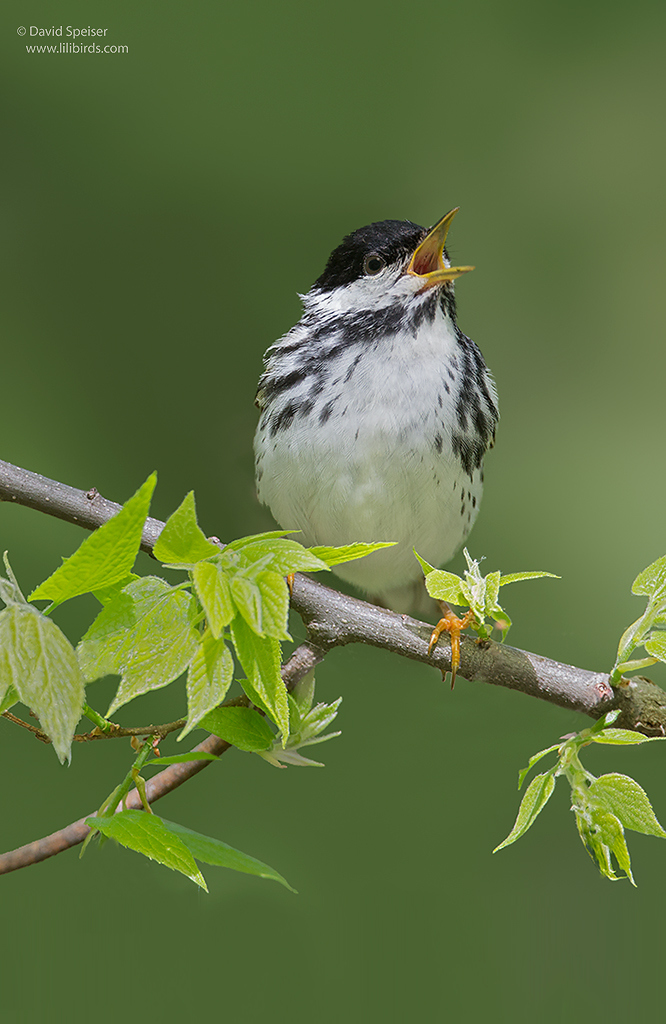 blackpoll warbler 1 ws