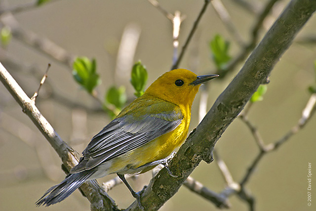 Prothonotary Warbler