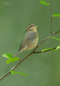 worm eating warbler 1f ws