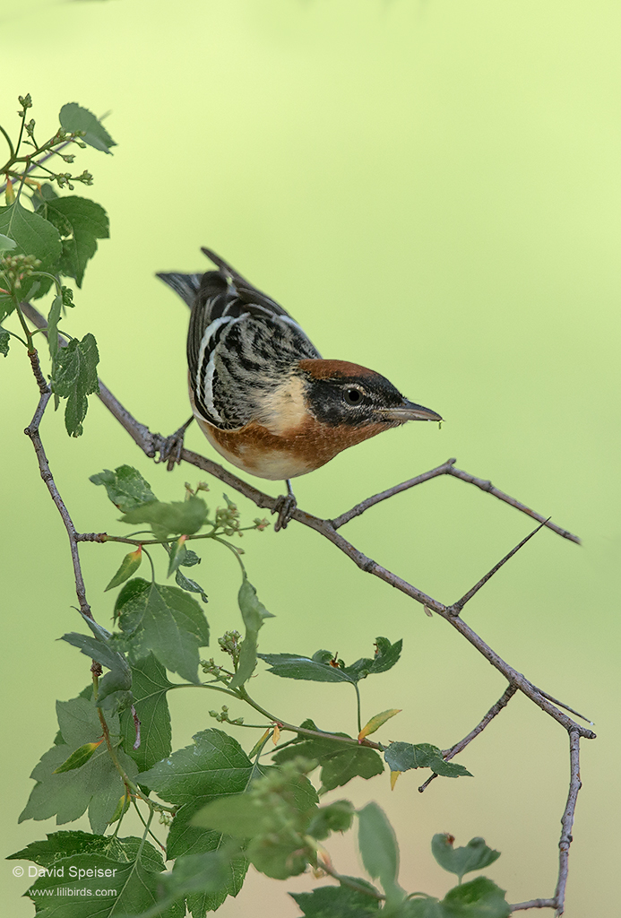 bay breasted warbler 1 2014 1024 ws