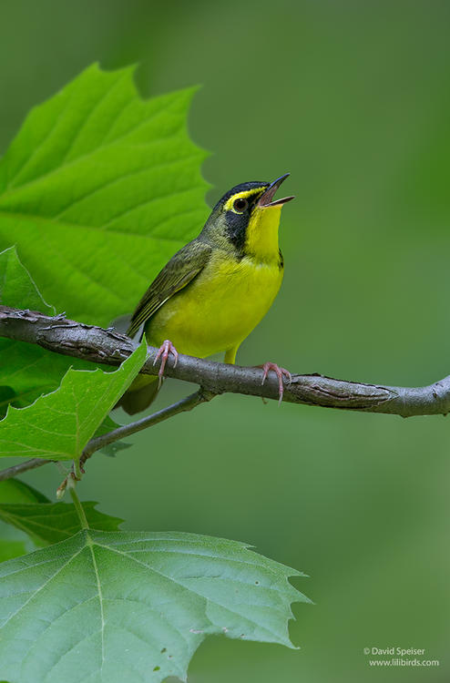 kentucky warbler 1c dt 1024 ws