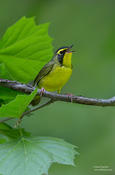 kentucky warbler 1c dt 1024 ws