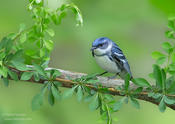 cerulean warbler 2 fahnestock ws