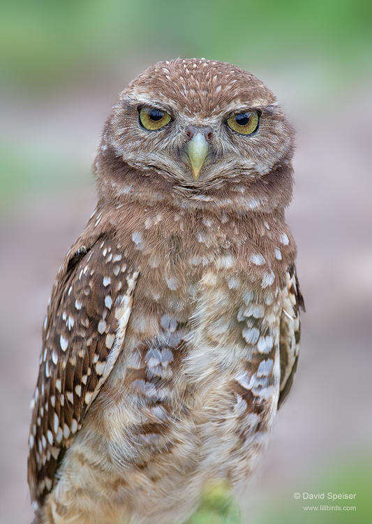 burrowing owl 1 2014 ws