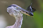 great blue heron 1 w-fish ws