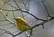 Prothonotary Warbler