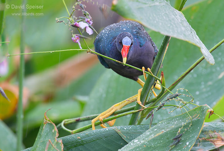 puple gallinule 2 1024 ws