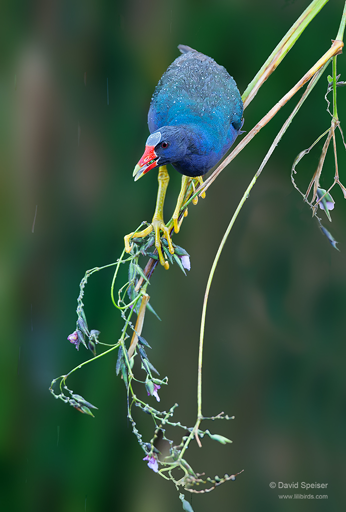 purple gallinule 1 1024 2014