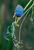 purple gallinule 1 1024 2014