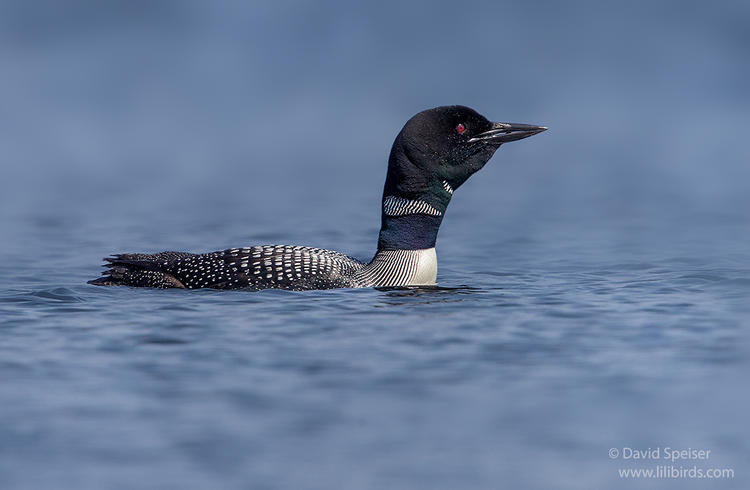 common loon 1 ws