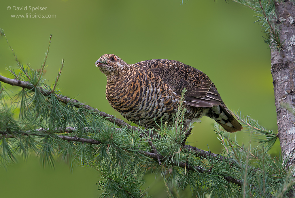 spruce grouse 2 1024 ws