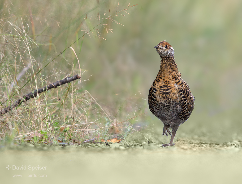 spruce grouse chick 1 ws