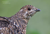 spruce grouse head shot 1b ws 1024