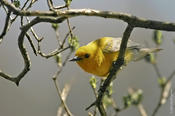 Prothonotary Warbler