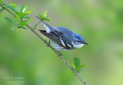 cerulean warbler 1 2014 ws