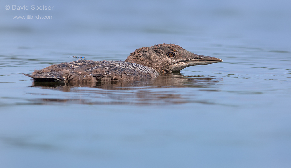 common loon young 1 1024 ws