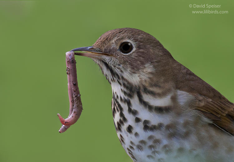 hermit thrush 1 1024 ws