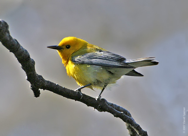 Prothonotary Warbler