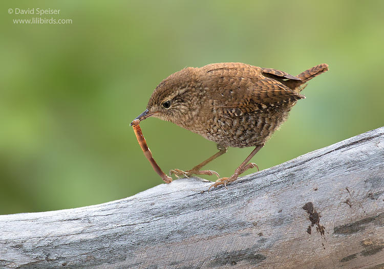 winter wren 1 1024 ws