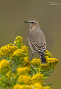 northern wheatear 1 1024 ws