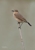 northern wheatear 2 ws