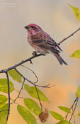 purple finch 1 cp 1024 ws