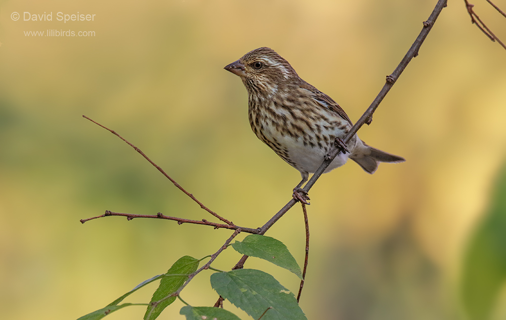 purple finch female type 1024a ws