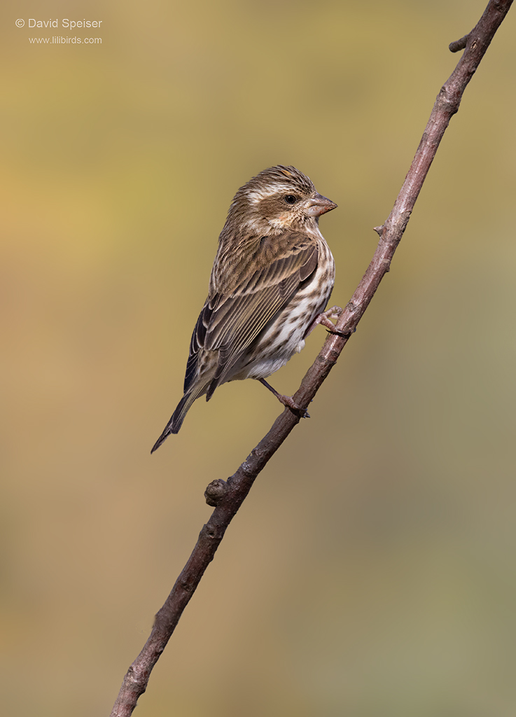 purple finch 11-19-14 1 ws