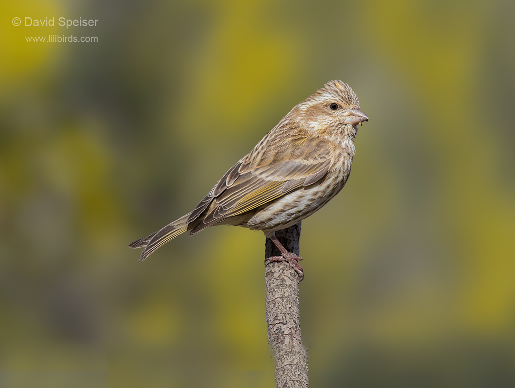 purple finch 11-19-14 2a ws