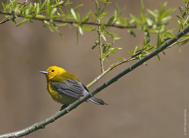 Prothonotary Warbler