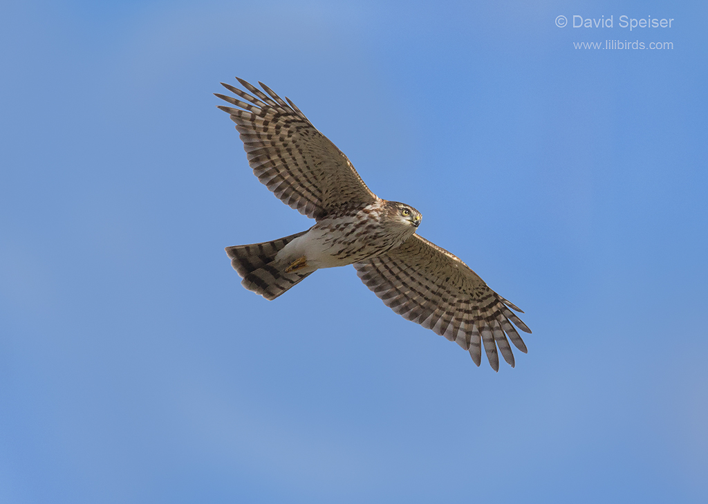 sharp shinned hawk 1 1024 ws