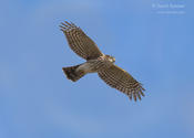 sharp shinned hawk 1 1024 ws