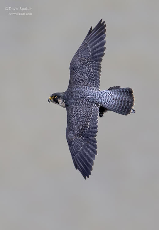 peregrine falcon 3 ws