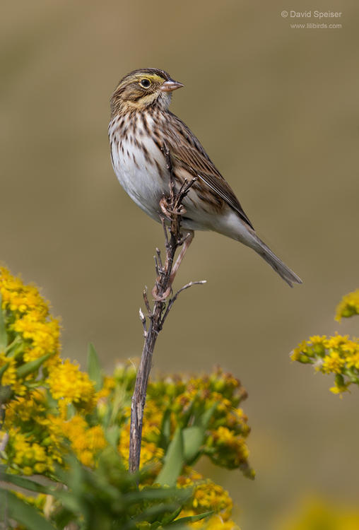 savannah sparrow 1 1024 ws